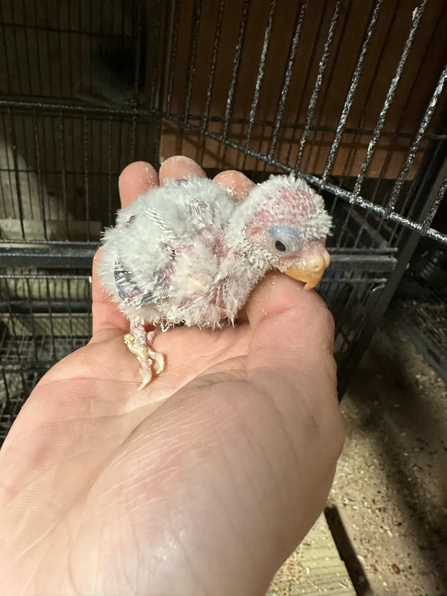 Redrump parrot chicks and cages - Image 4