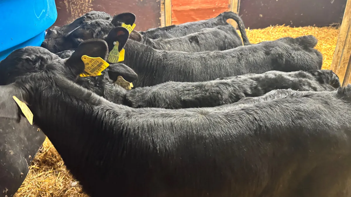 5 Quality Angus Bull Calves - Image 3