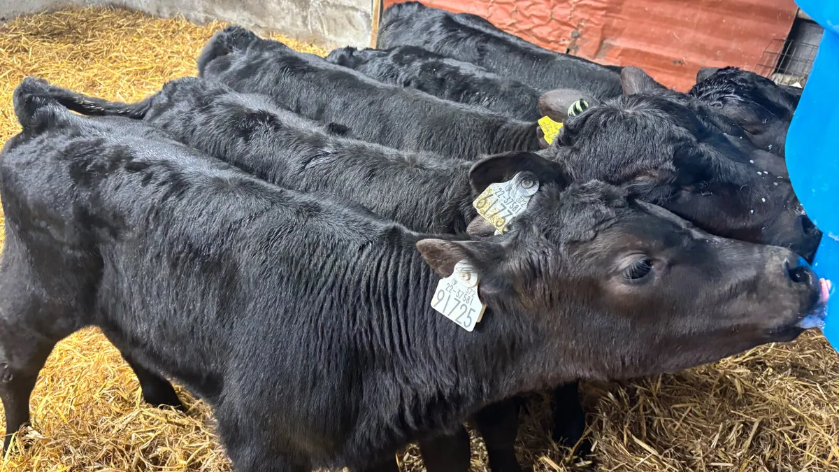 5 Quality Angus Bull Calves - Image 1