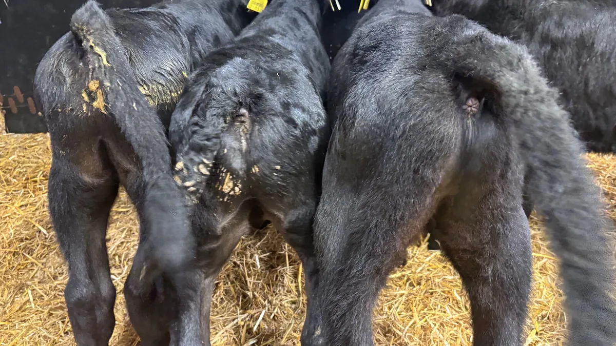 5 Quality Angus Bull Calves - Image 4