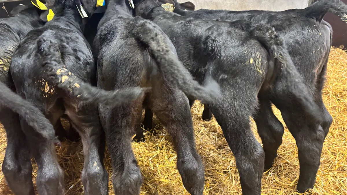 5 Quality Angus Bull Calves - Image 2