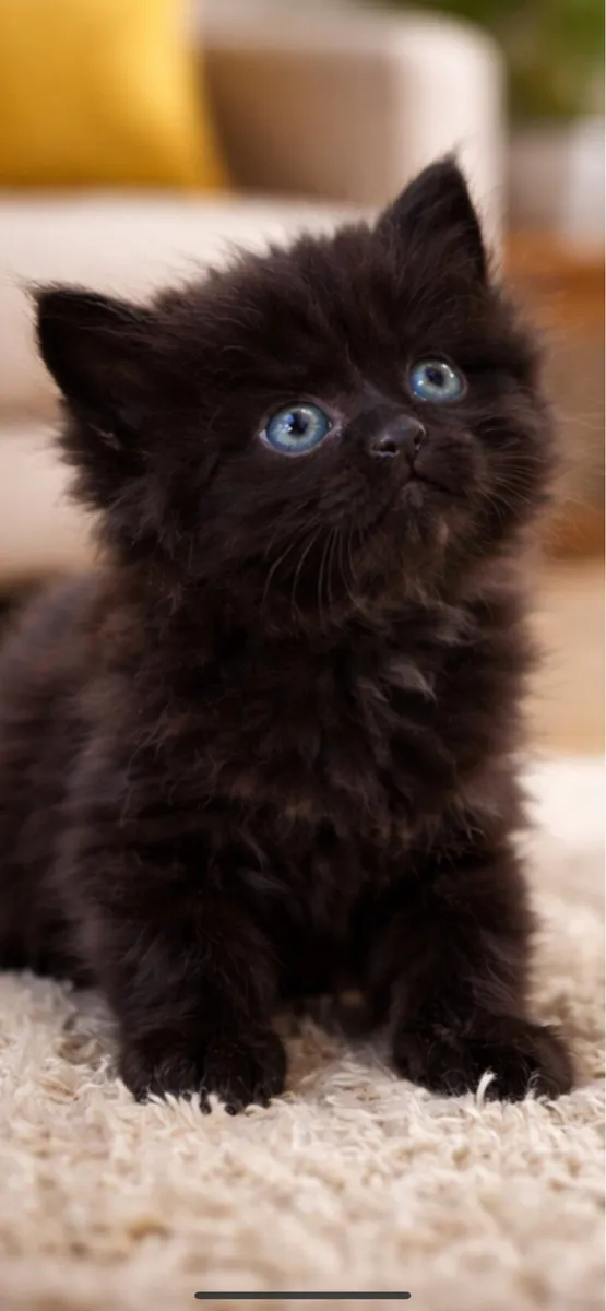 Longhair kittens - Image 1