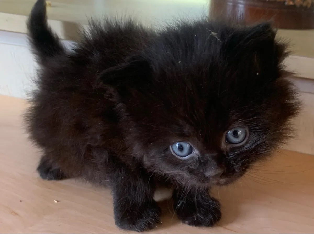 Longhair kittens - Image 3