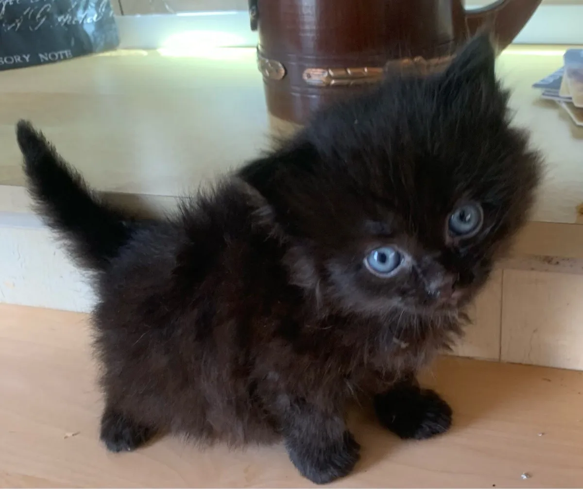 Longhair kittens - Image 4