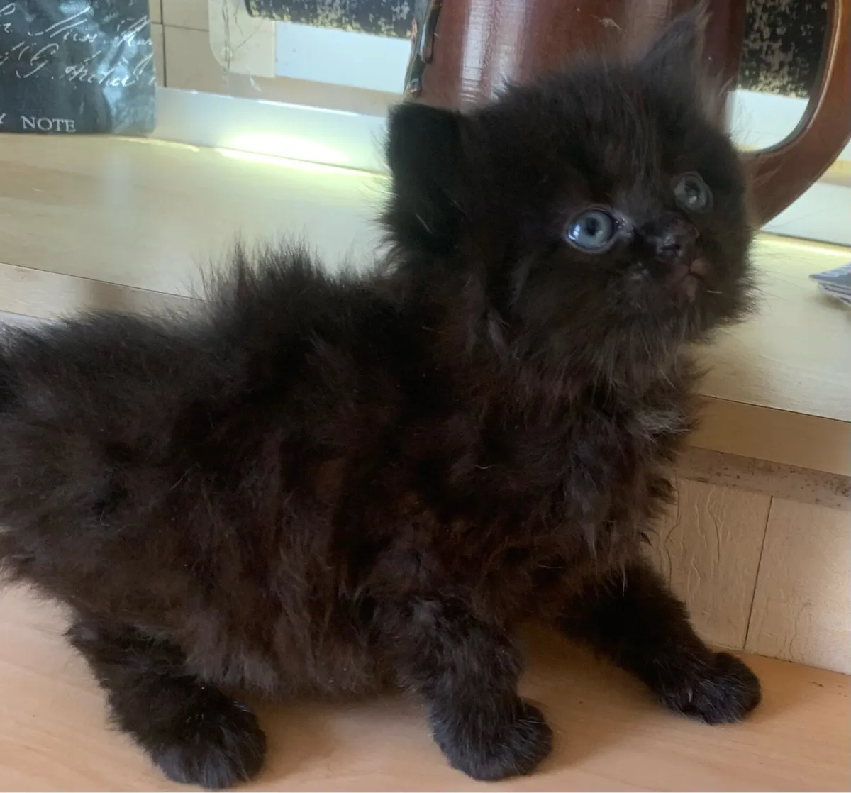 Longhair kittens - Image 2