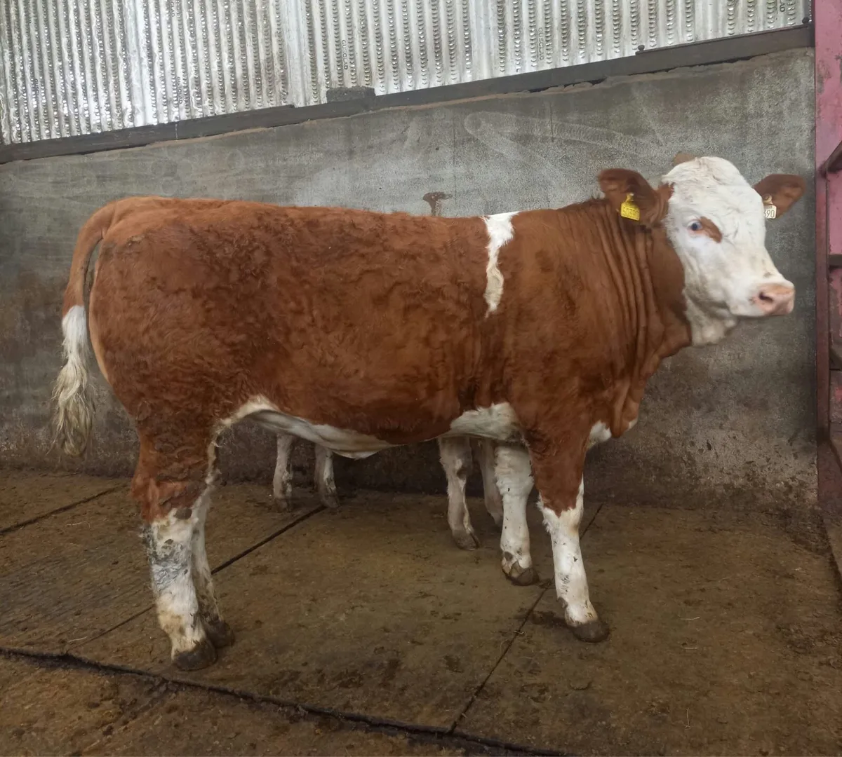 5 Star Pedigree Simmental Heifer - Image 1