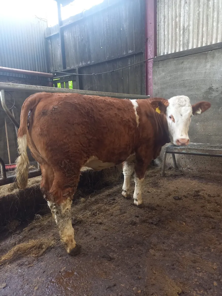 5 Star Pedigree Simmental Heifer - Image 2