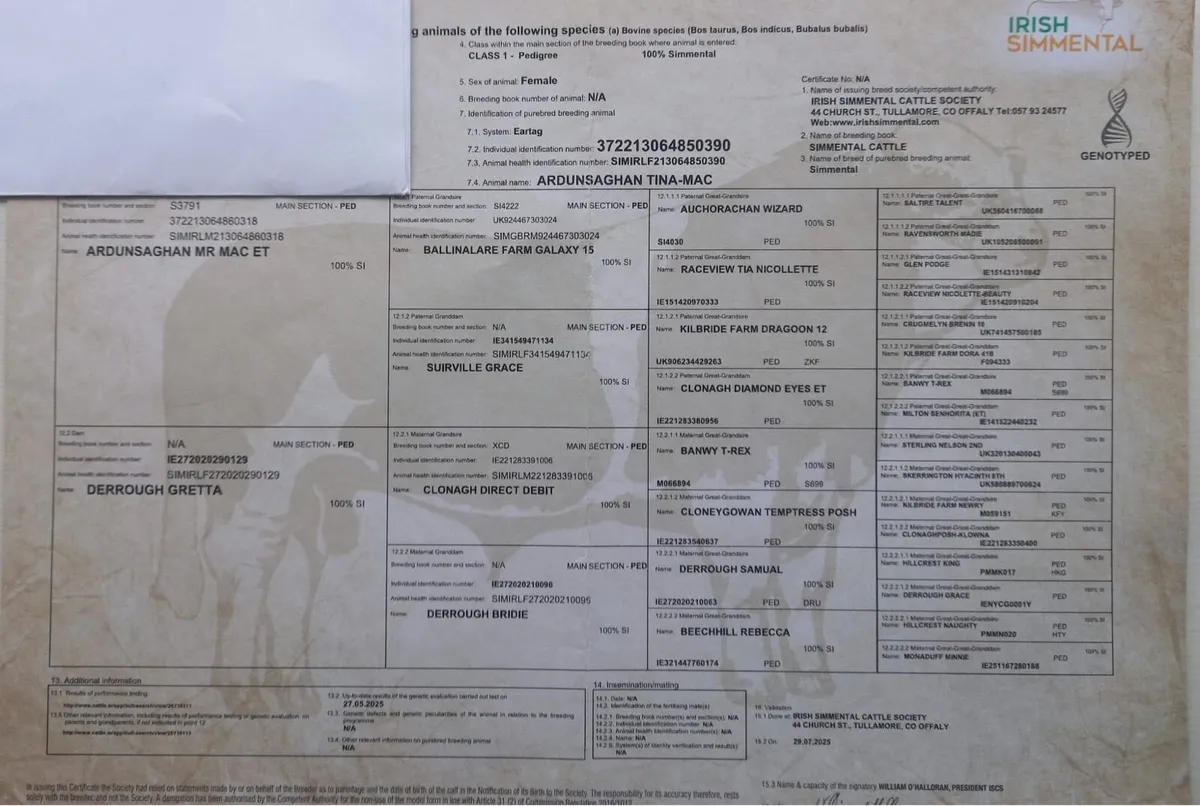 5 Star Pedigree Simmental Heifer - Image 4