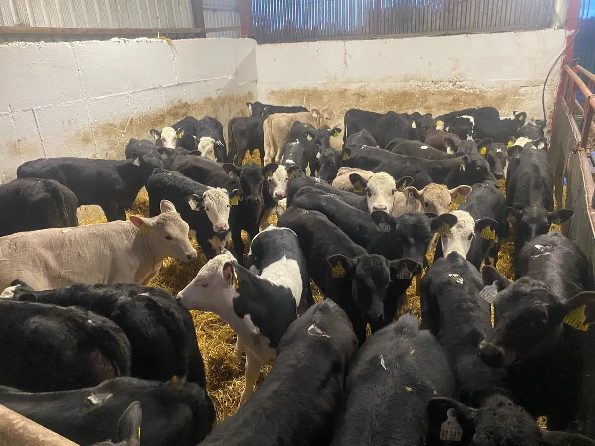 Fresh Reared Calves - Image 2