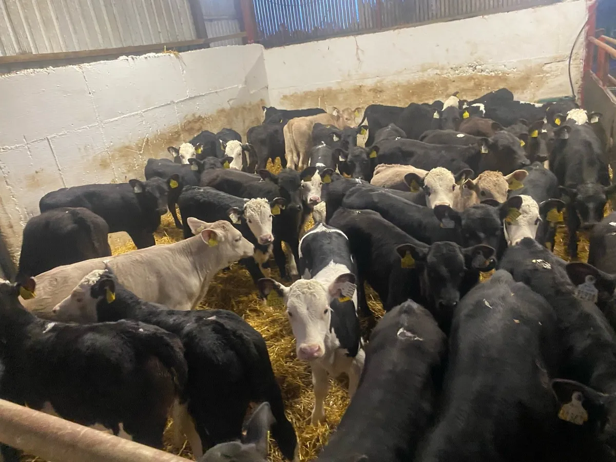 Fresh Reared Calves - Image 3