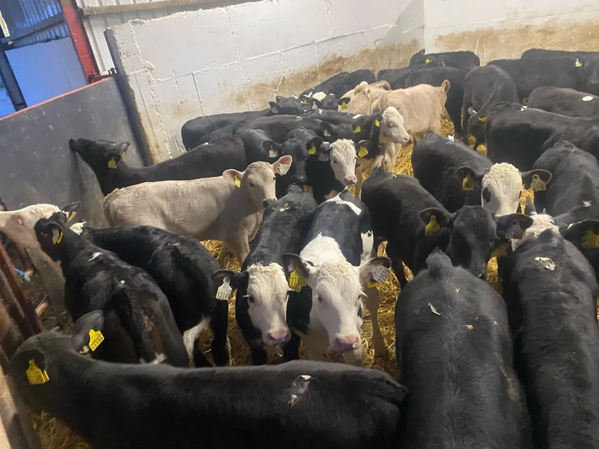 Fresh Reared Calves - Image 1