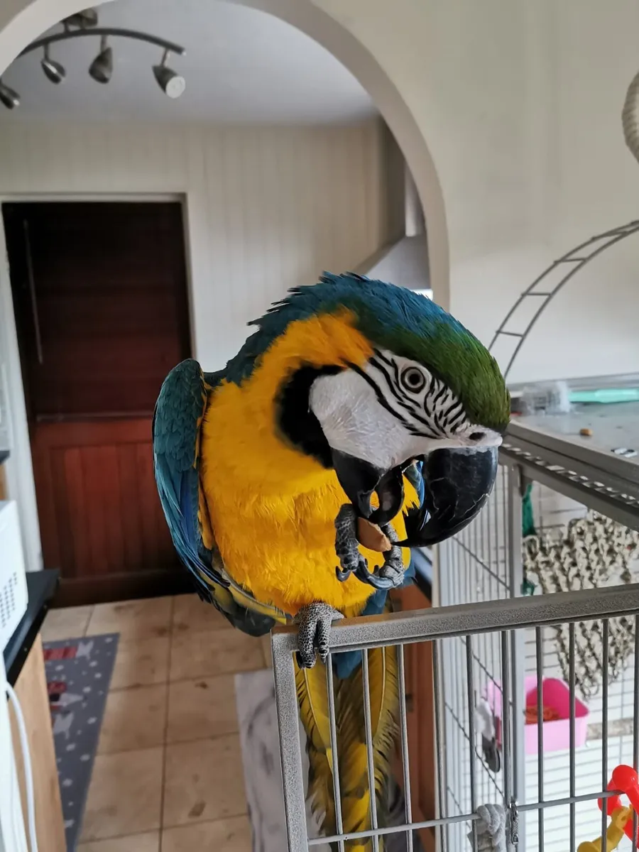 Macaw for sale - Image 2