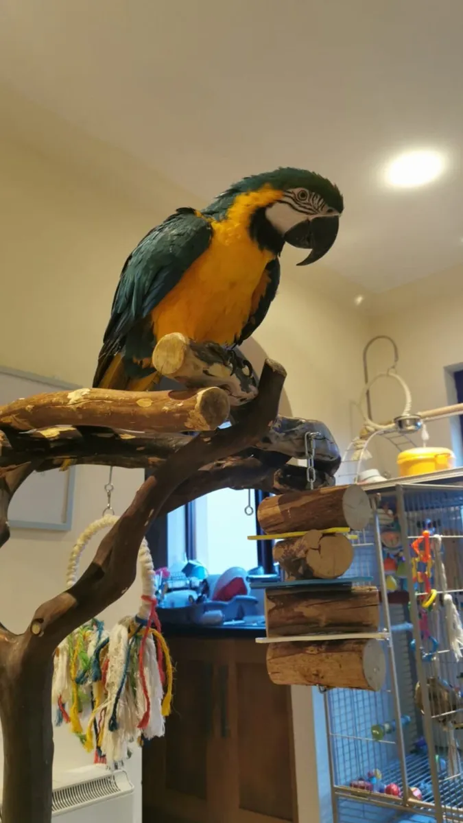 Macaw for sale - Image 3
