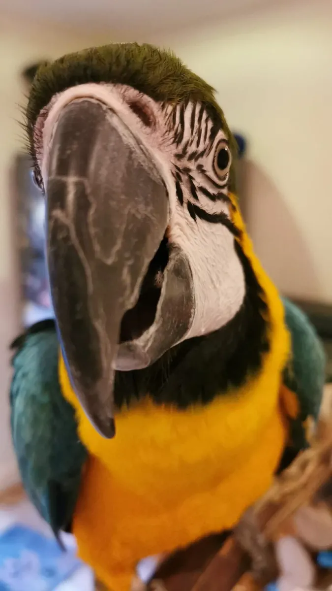 Macaw for sale - Image 1