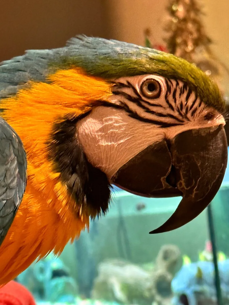 Macaw for sale - Image 4