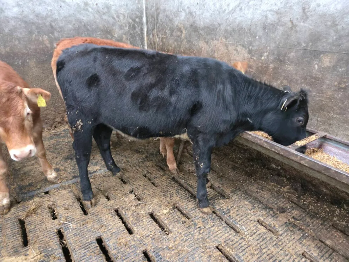 **** A sh heifer out of a Nox fresian cow - Image 4
