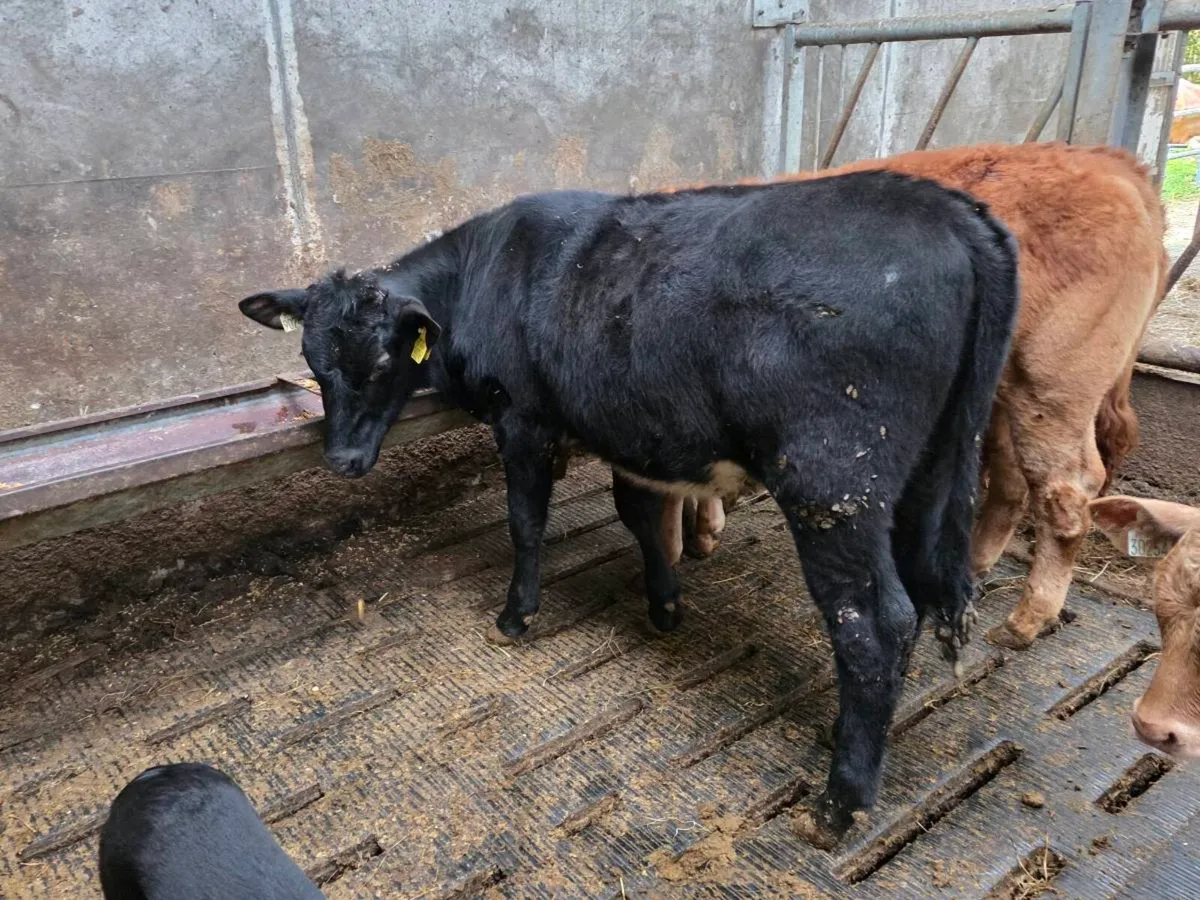 **** A sh heifer out of a Nox fresian cow - Image 3