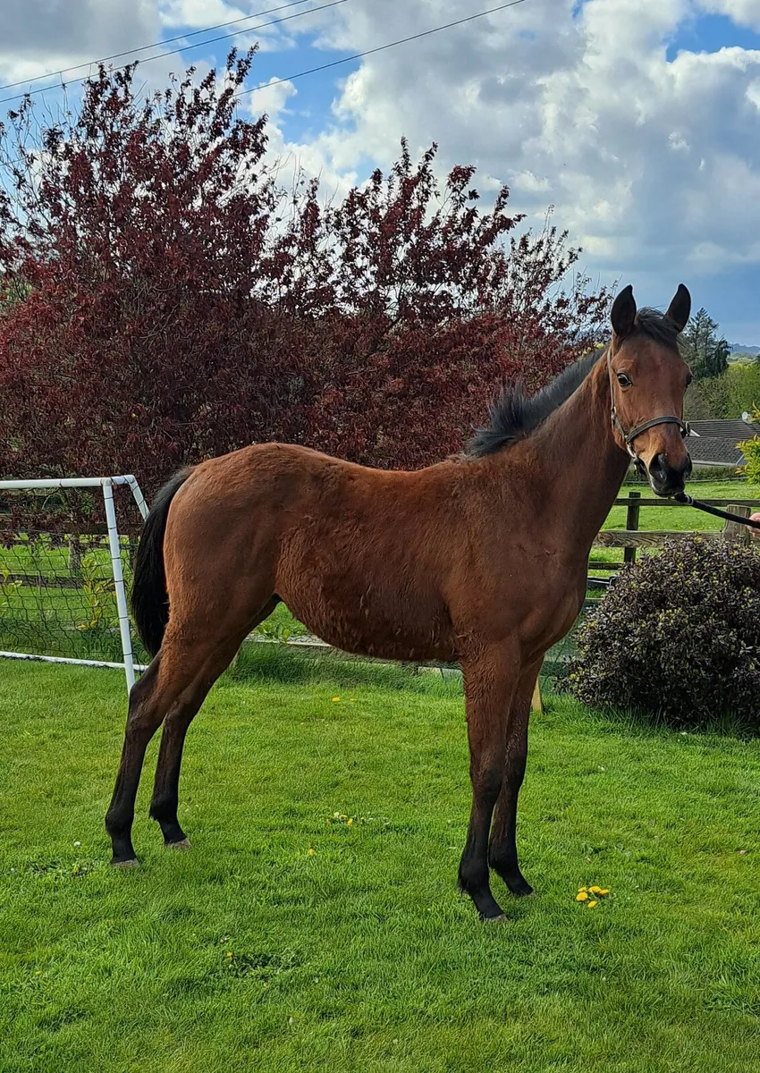 Yearling Colt by Dee Ex Bee