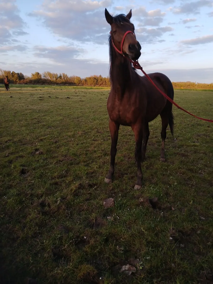 Horse for sale - Image 1