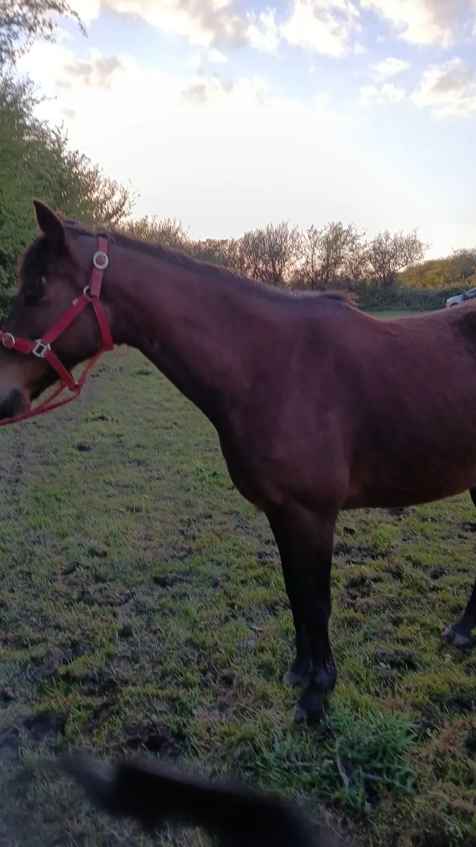 Horse for sale - Image 3