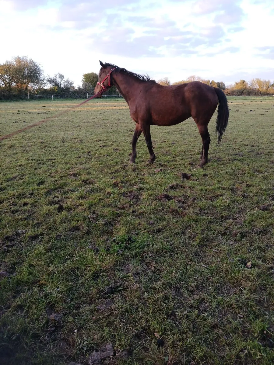 Horse for sale - Image 4