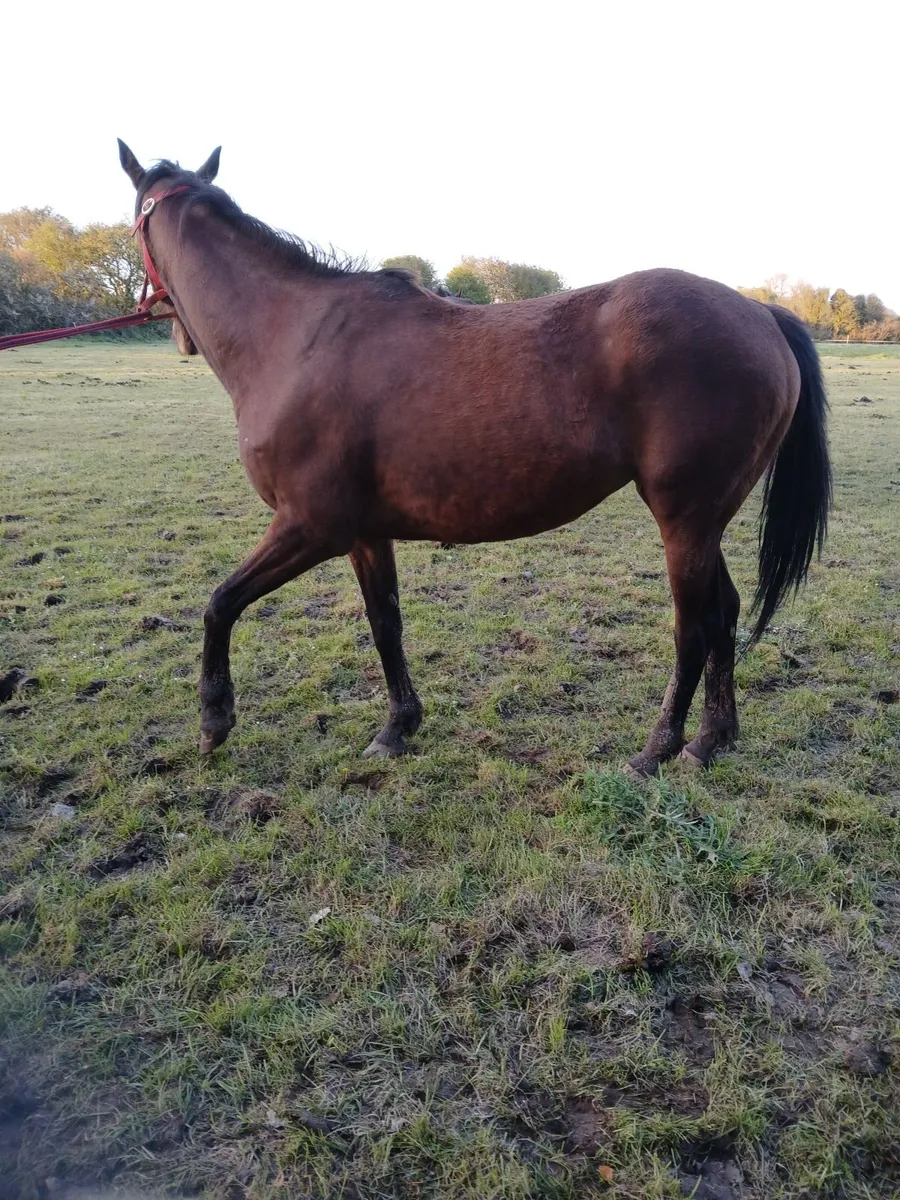 Horse for sale - Image 2