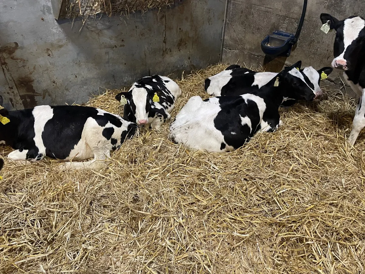 Fr heifer calves