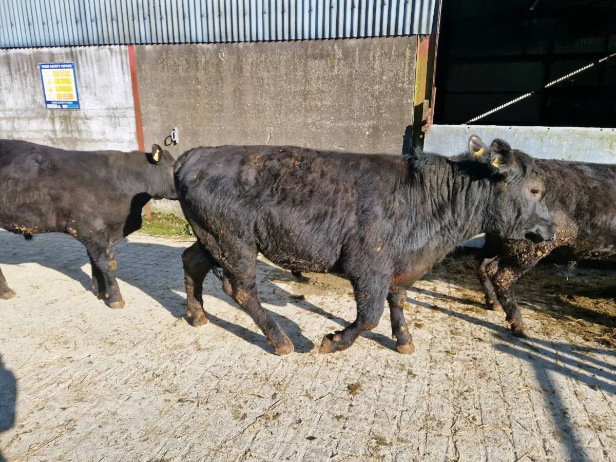 Pedigree Aberdeen Angus Bulls - Image 3