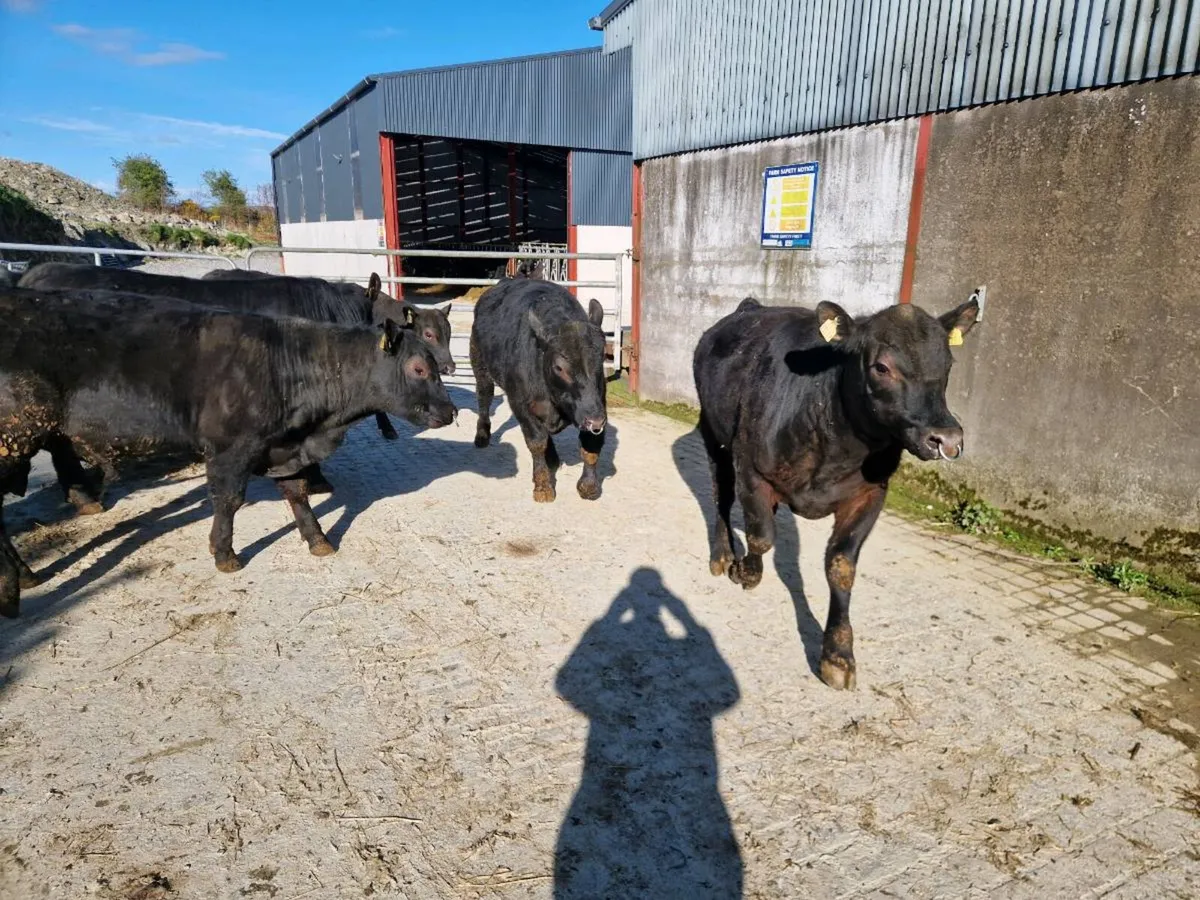 Pedigree Aberdeen Angus Bulls - Image 4