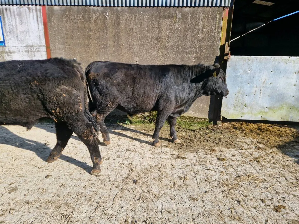 Pedigree Aberdeen Angus Bulls - Image 1