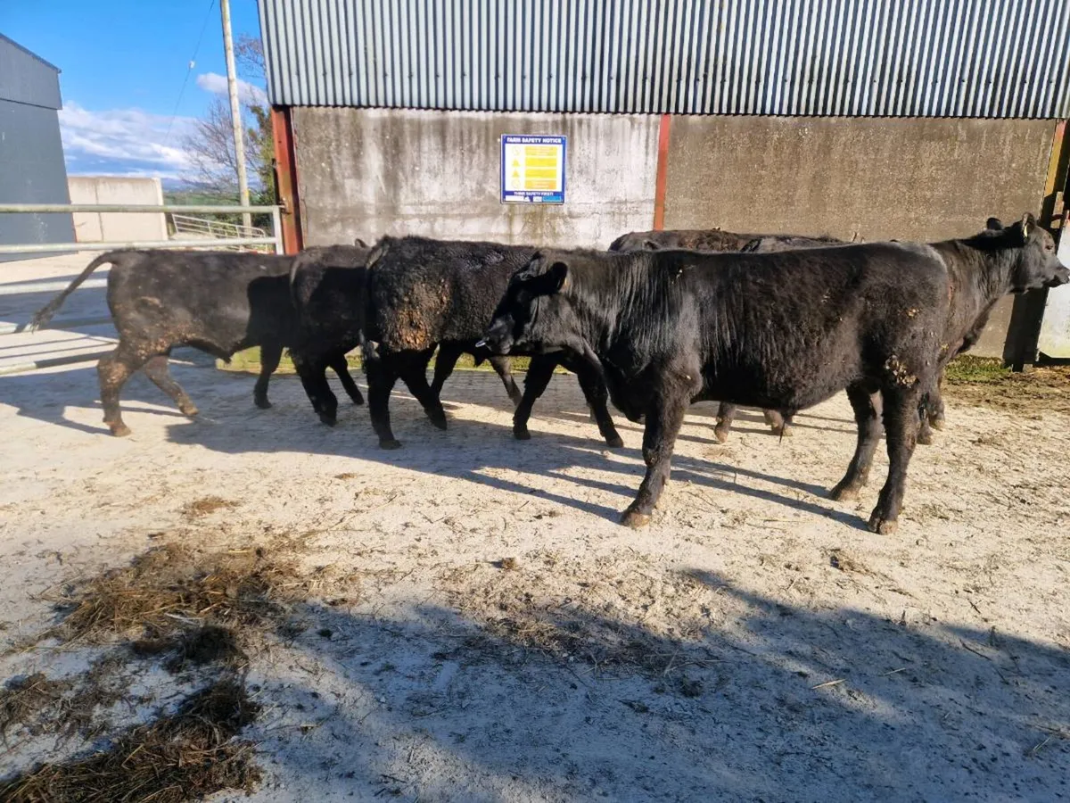 Pedigree Aberdeen Angus Bulls - Image 2