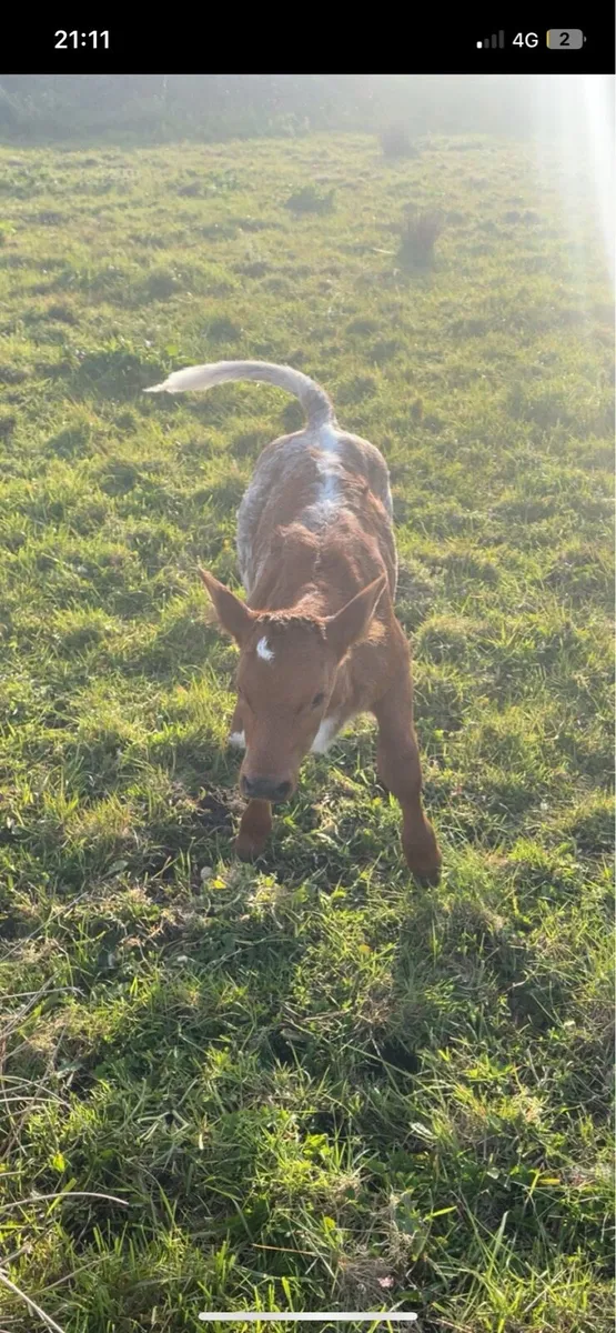 Heifer - Image 1