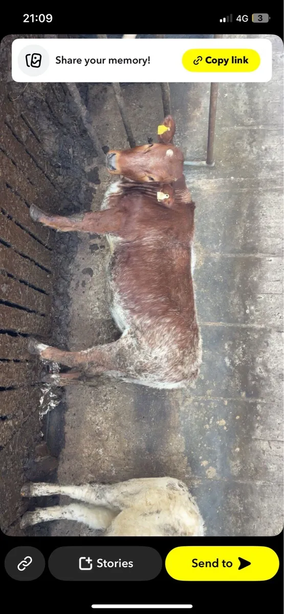 Heifer - Image 2