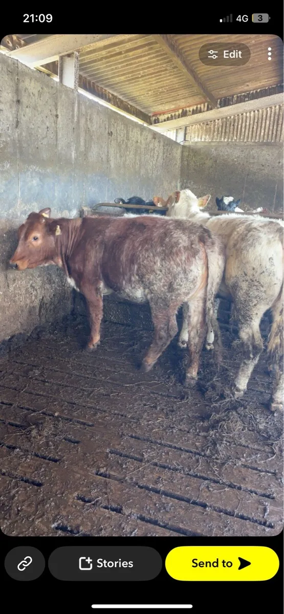 Heifer - Image 3