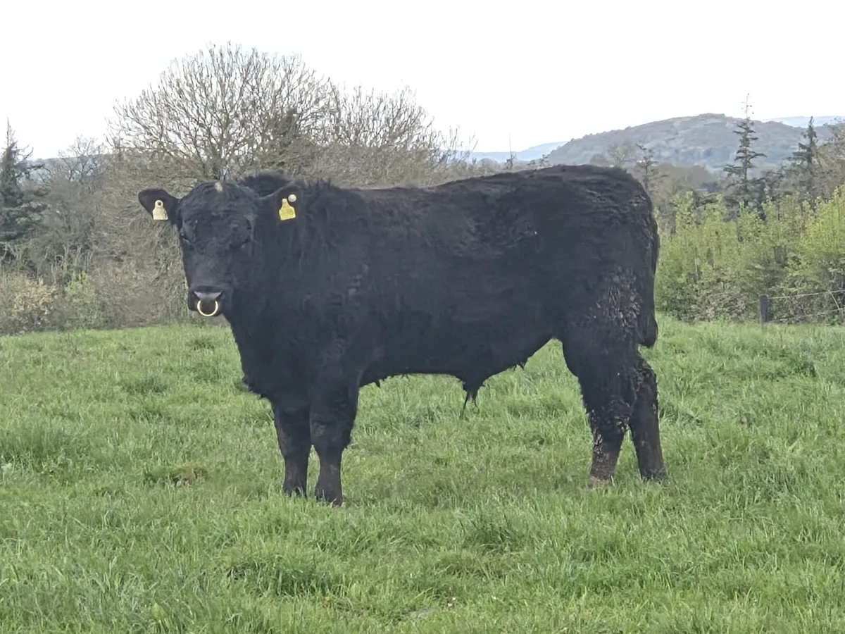 Purebred Angus Bulls - Image 1