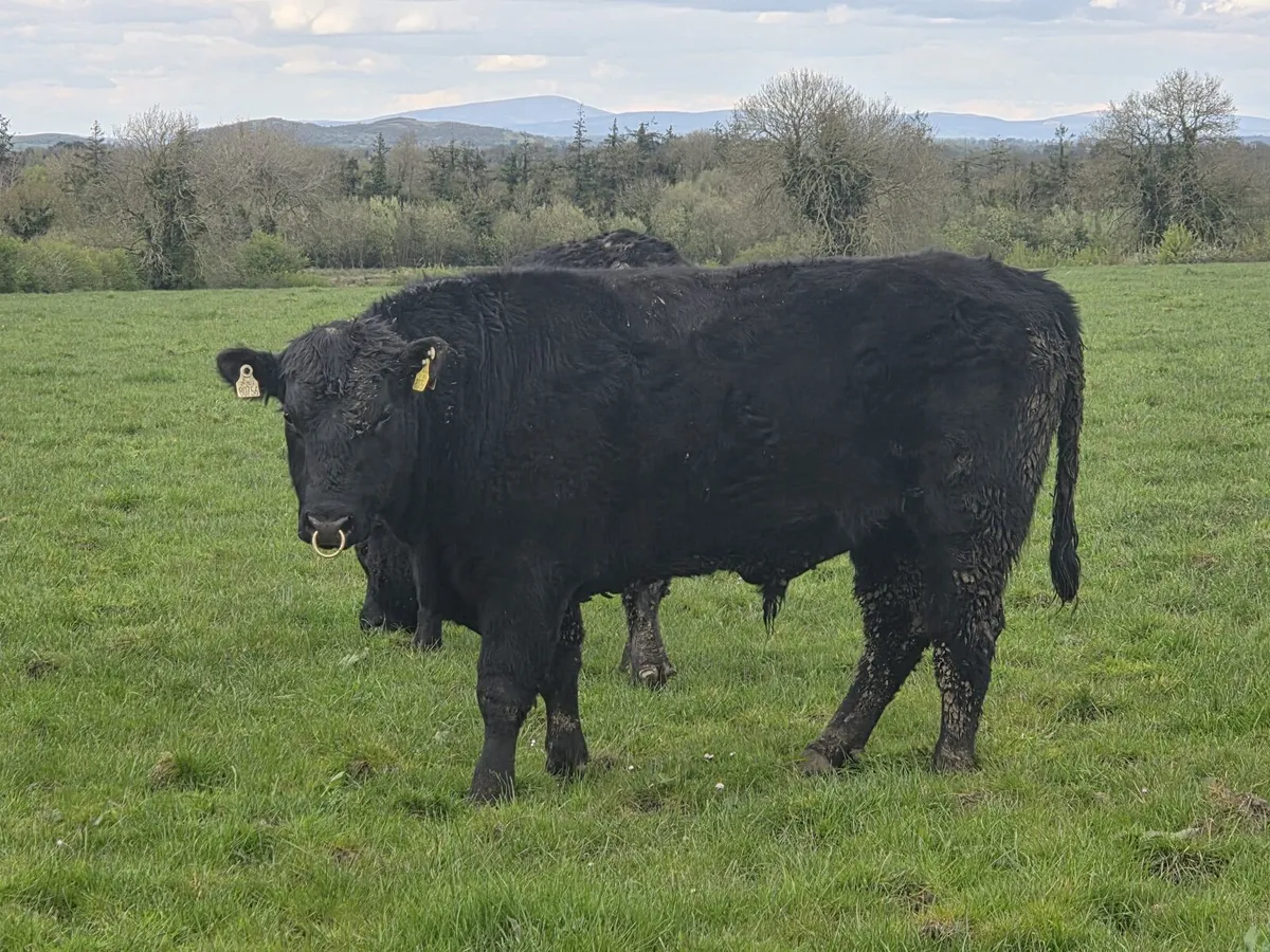 Purebred Angus Bulls - Image 2