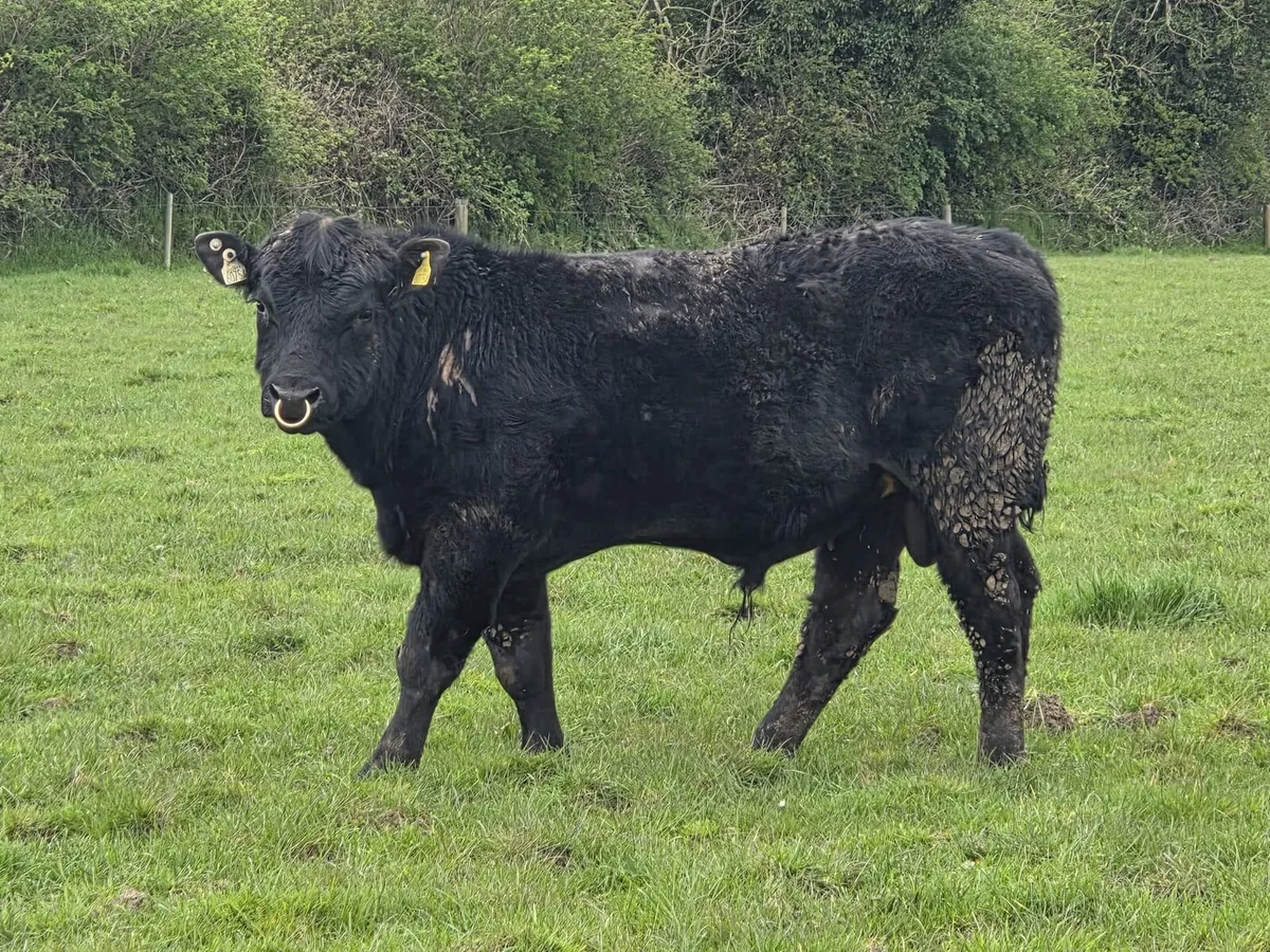Purebred Angus Bulls - Image 3