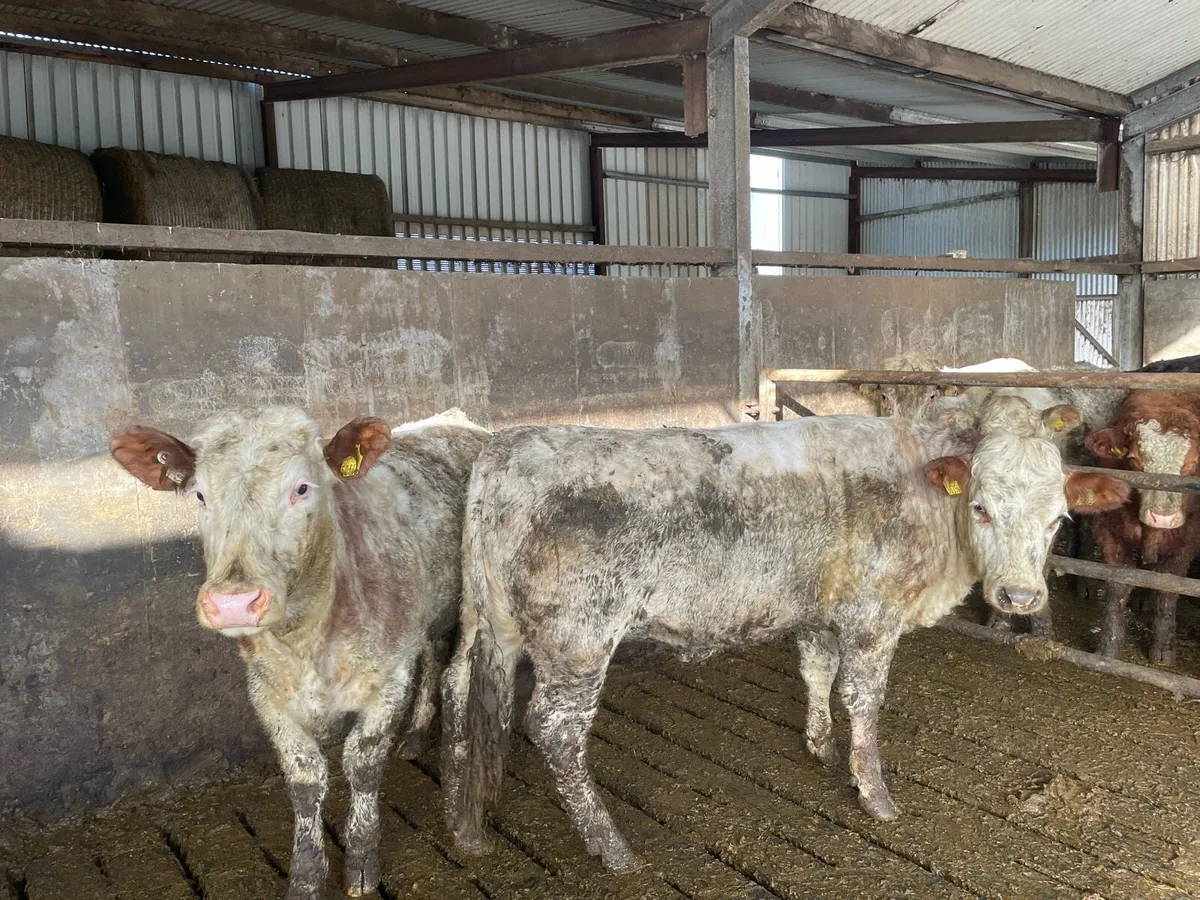 Heifer’s - Image 2