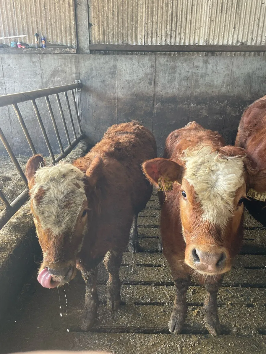 Heifer’s - Image 1