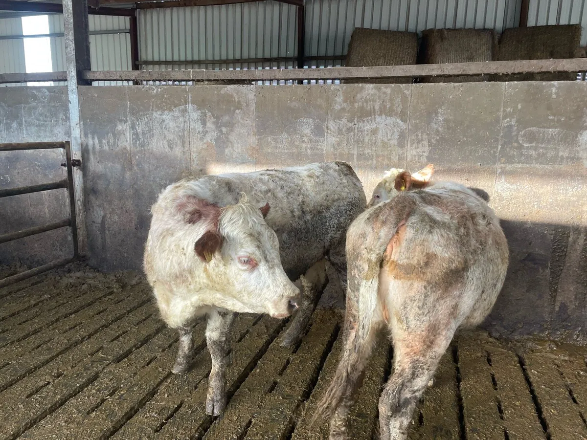 Heifer’s - Image 3