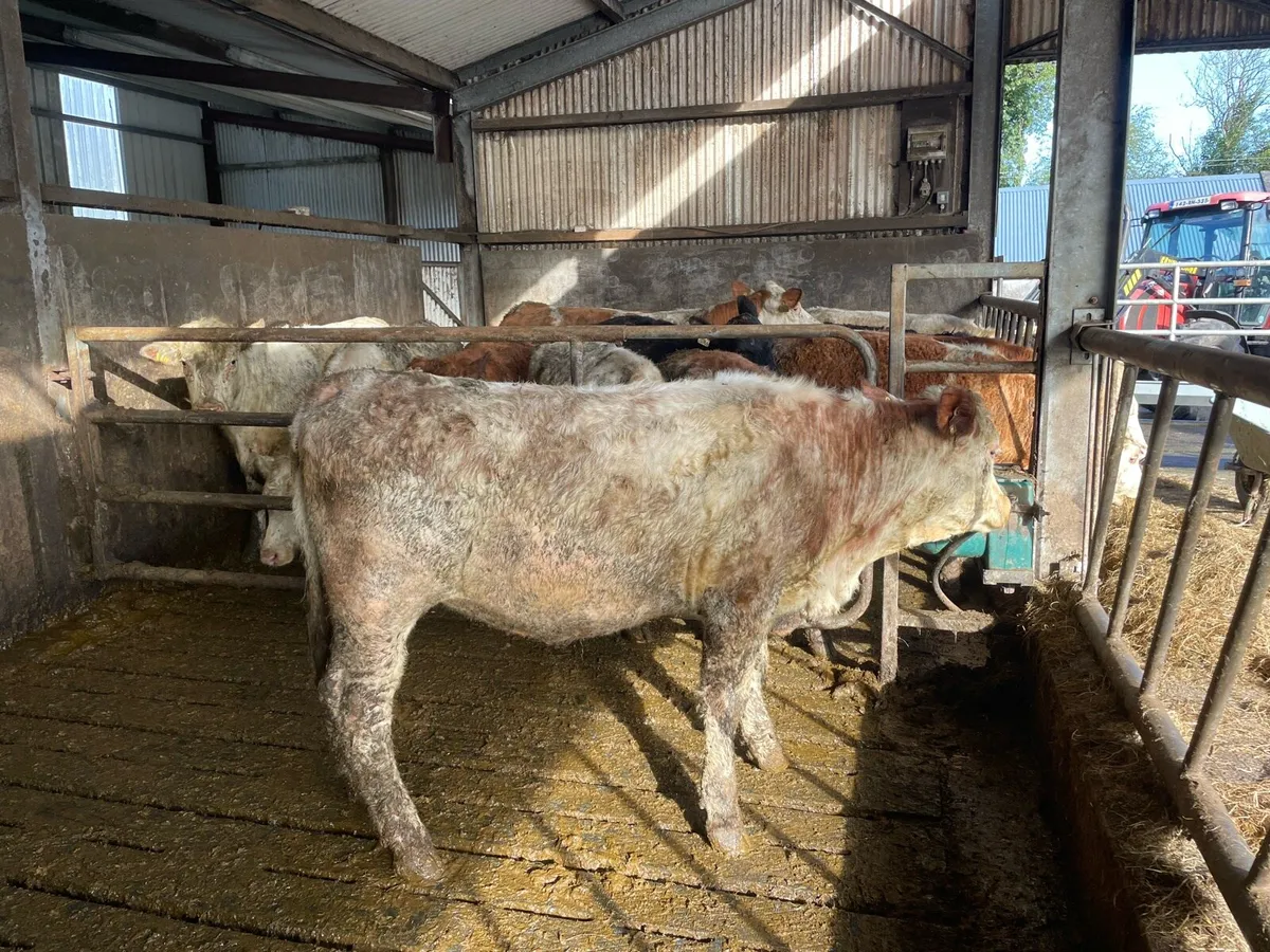Heifer’s - Image 4