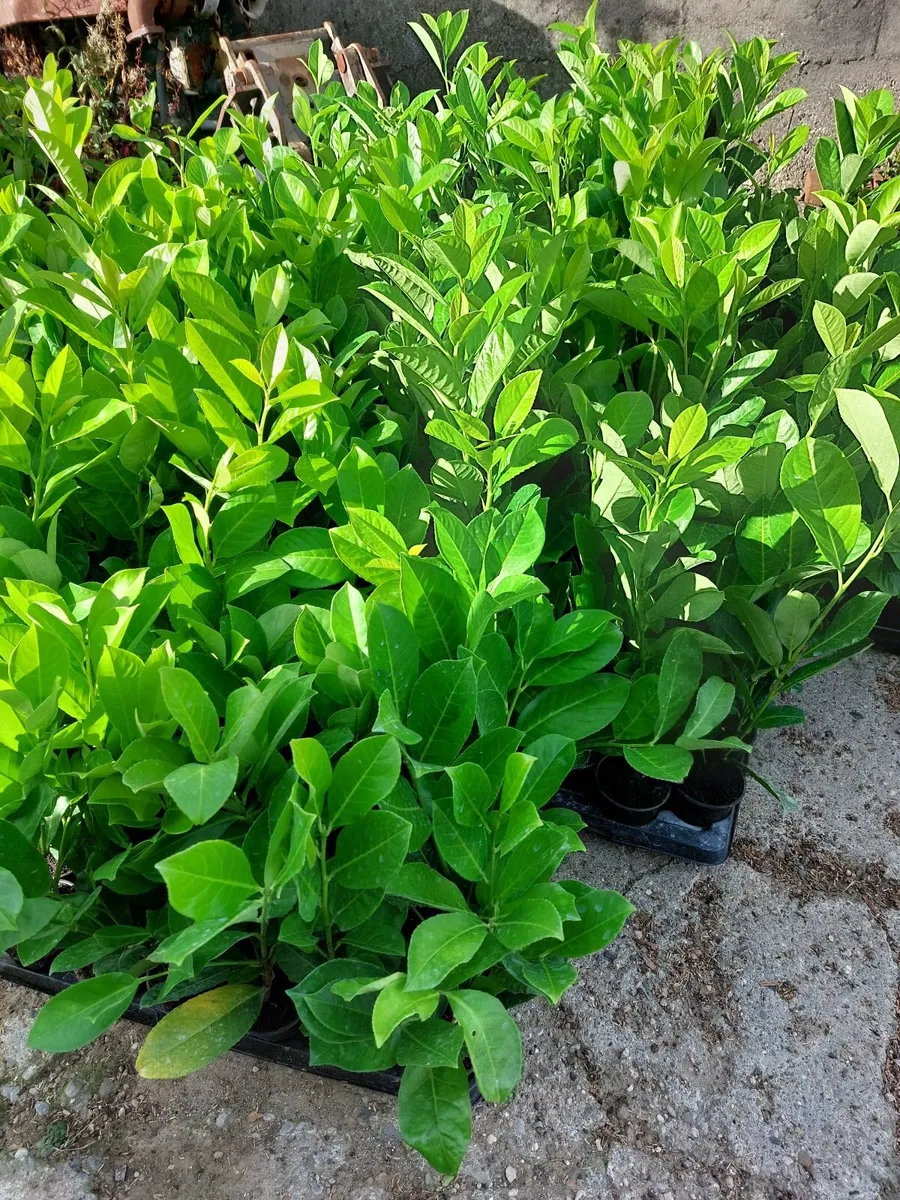 Laurel Hedging - Image 2