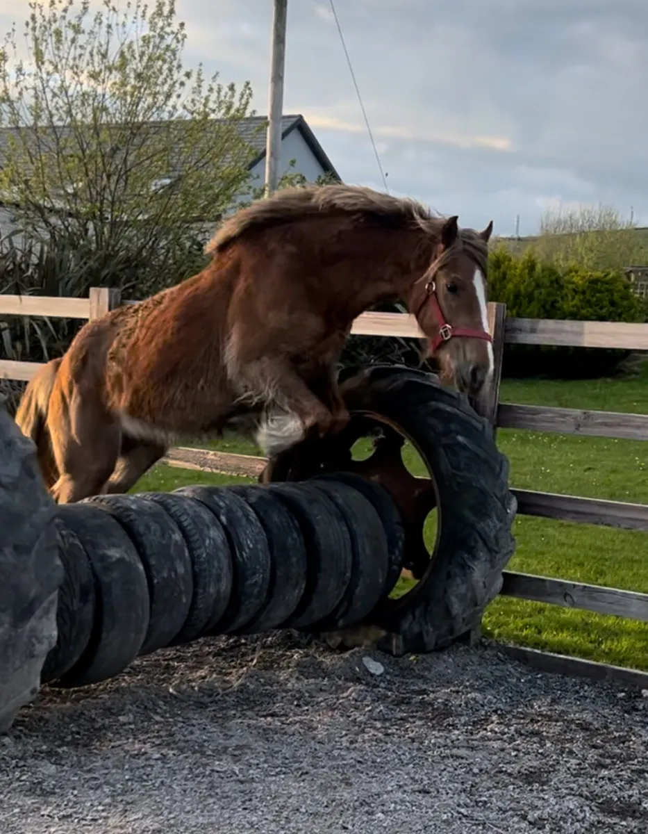 140 cm mare - Image 1