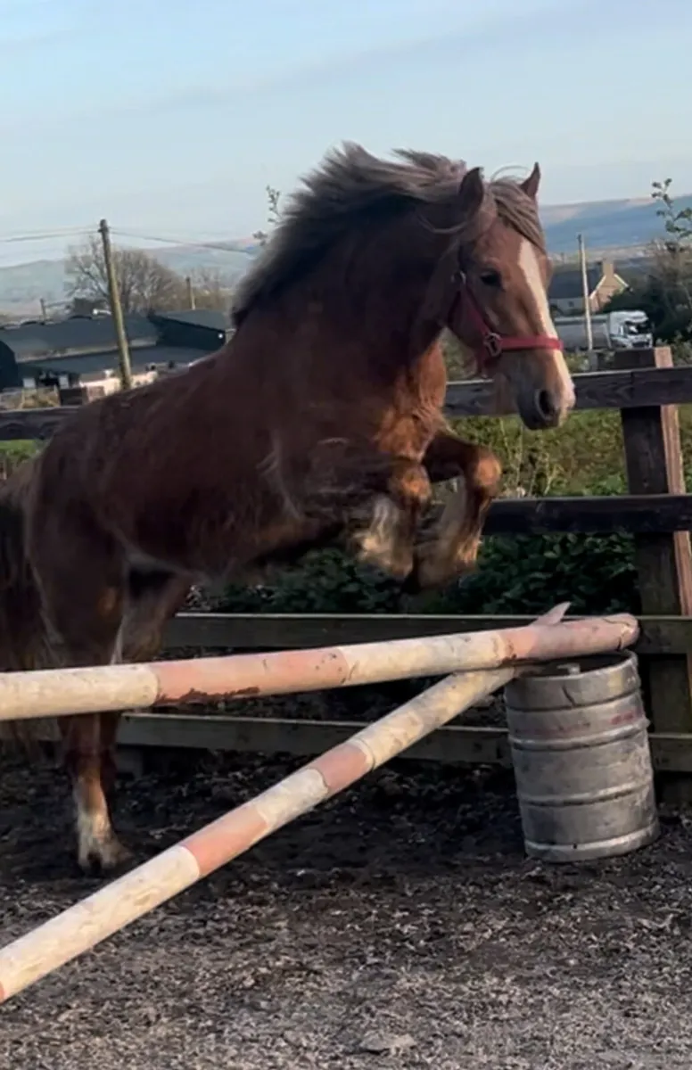 140 cm mare - Image 2