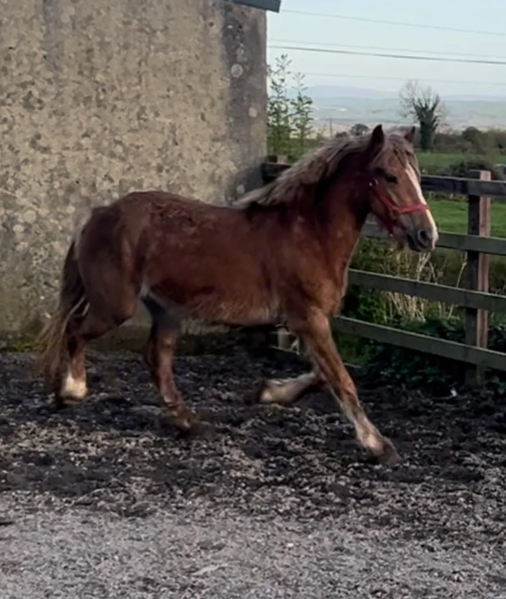 140 cm mare - Image 3