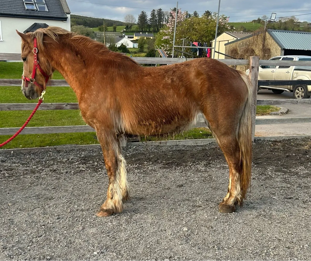 140 cm mare - Image 4