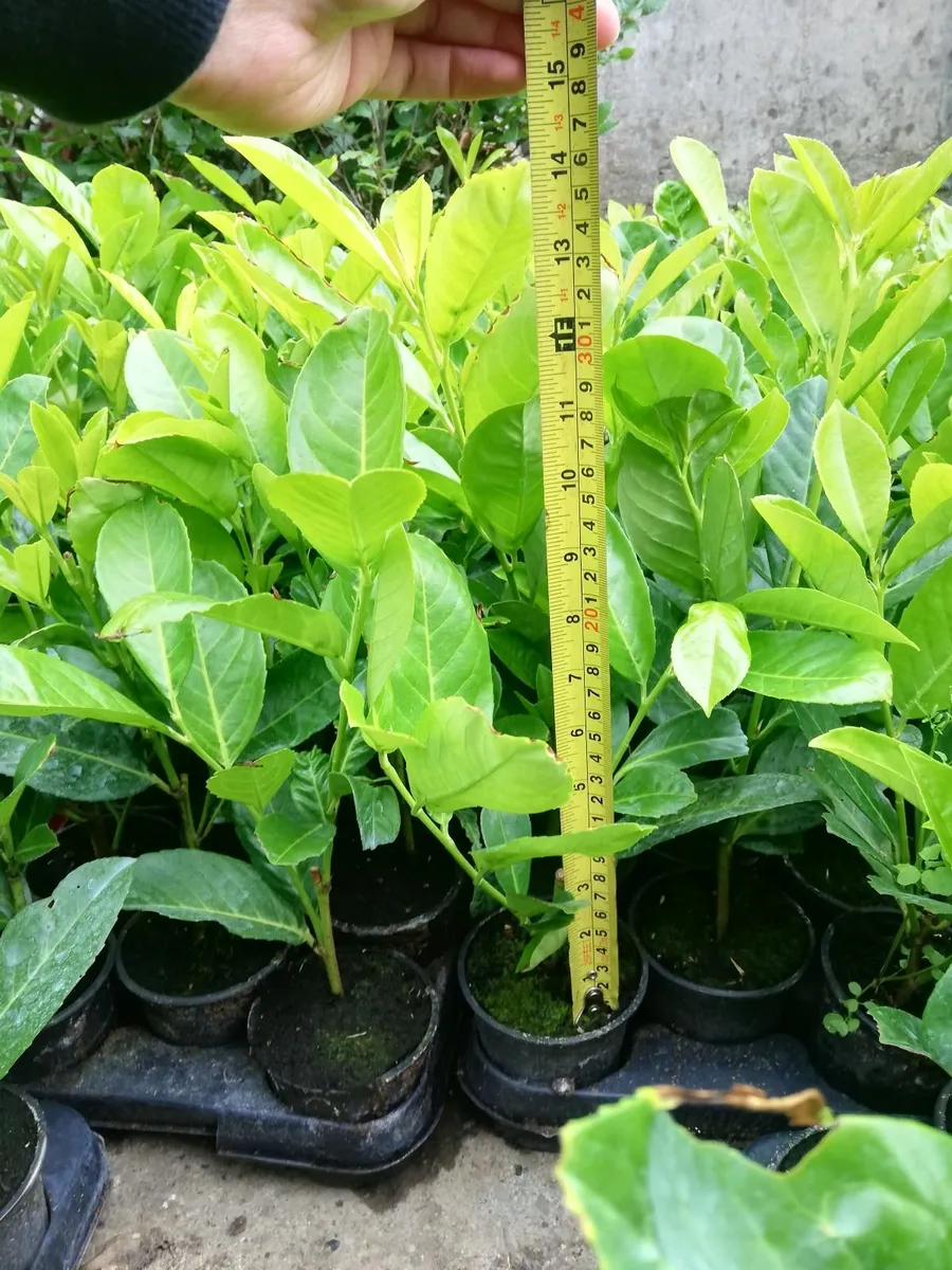 Laurel Hedging - Image 3
