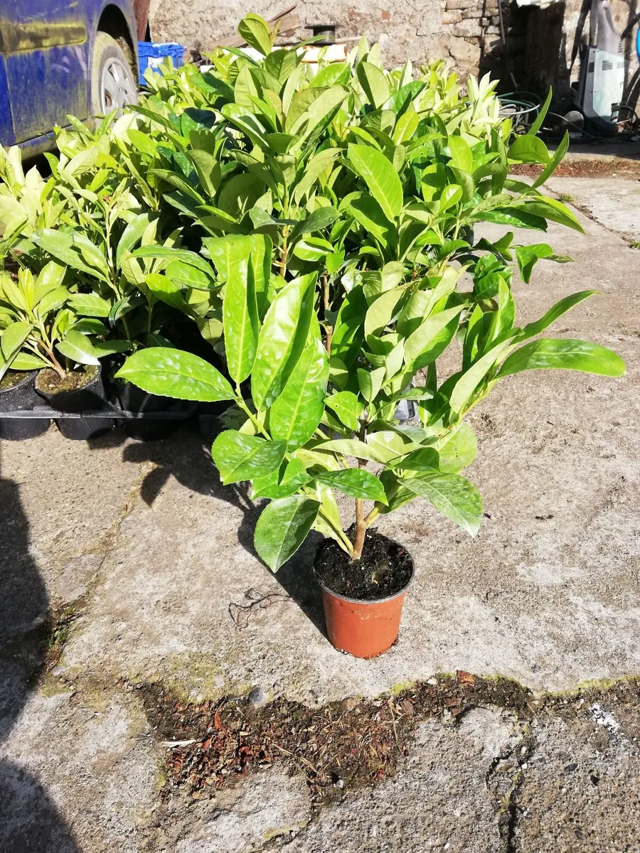 Laurel Hedging - Image 4
