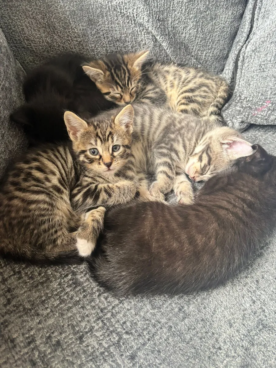 BLUE BENGAL (MUM) X BLUE RUSSIAN (DAD) 1 LEFT - Image 1