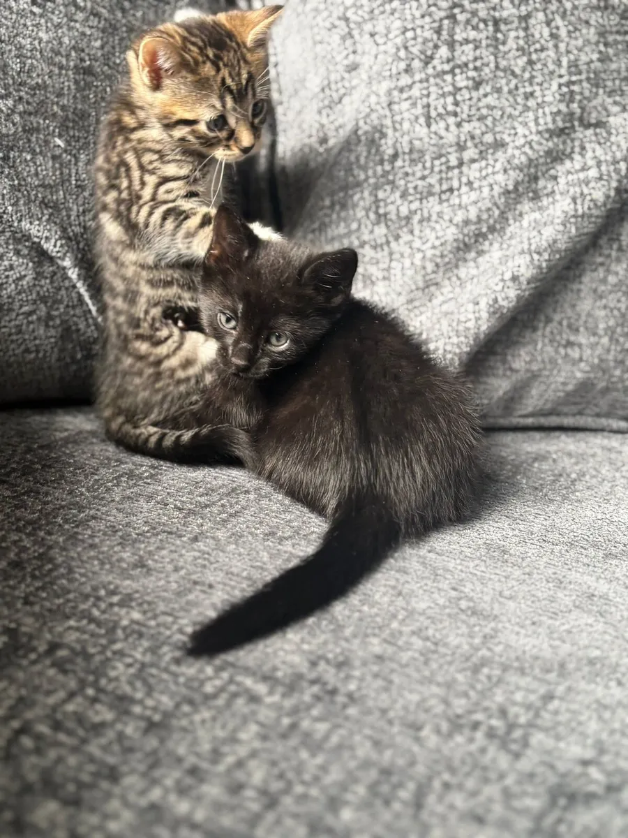 BLUE BENGAL (MUM) X BLUE RUSSIAN (DAD) 1 LEFT - Image 3